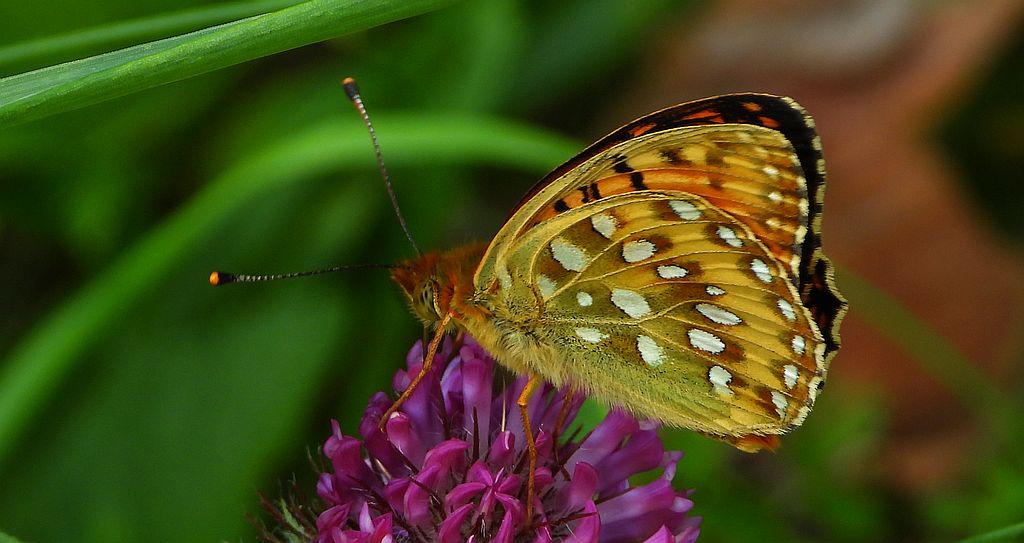 Dostojka aglaja, perłowiec aglaja, (Argynnis aglaja)