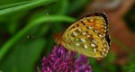 Dostojka aglaja, perłowiec aglaja, (Argynnis aglaja)