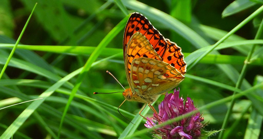 Dostojka adype, perłowiec adype, (Argynnis adippe)
