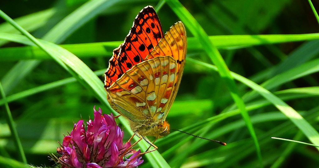 Dostojka adype, perłowiec adype, (Argynnis adippe)