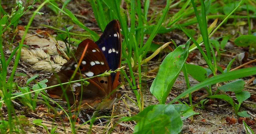 Mieniak strużnik (Apatura ilia)