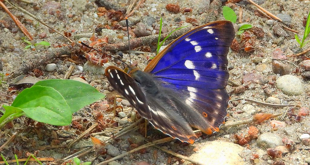 Mieniak strużnik (Apatura ilia)