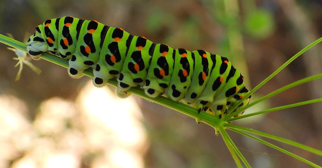Paź królowej (Papilio machaon)