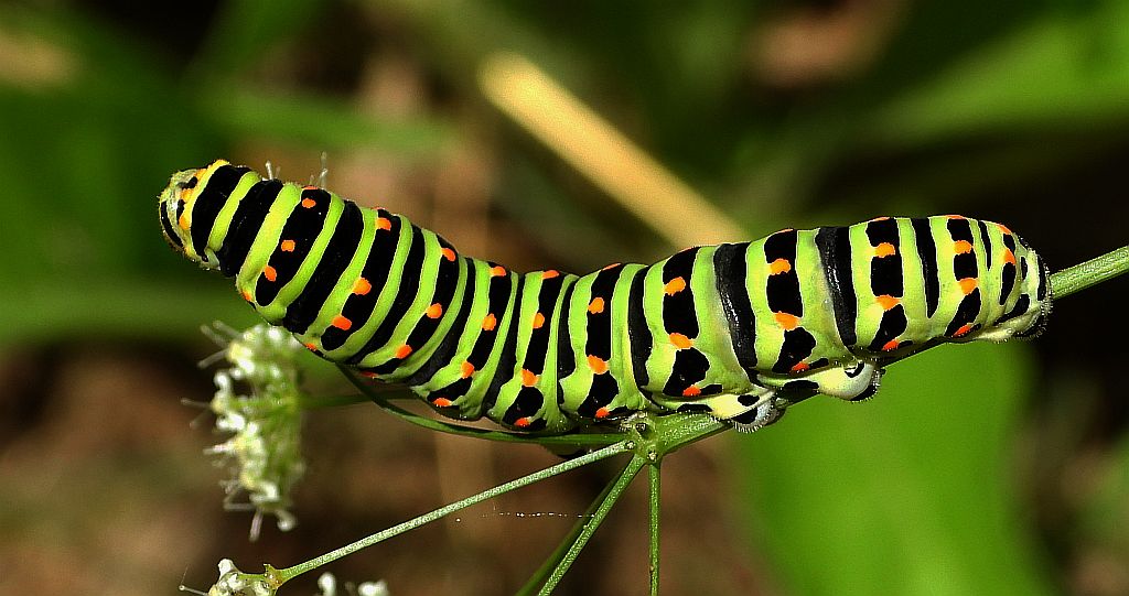 Paź królowej (Papilio machaon)