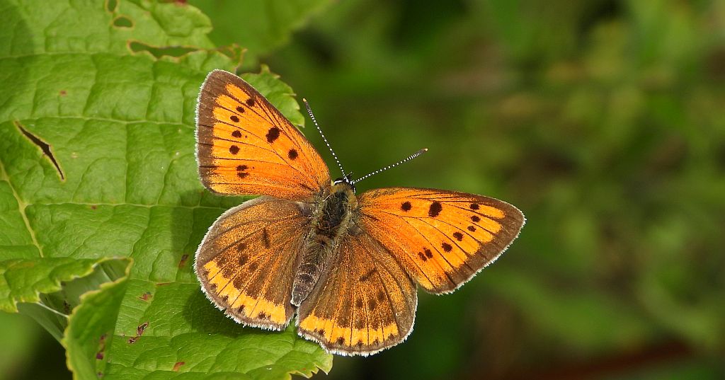 Czerwończyk nieparek, czerwończyk większy (Lycaena dispar)