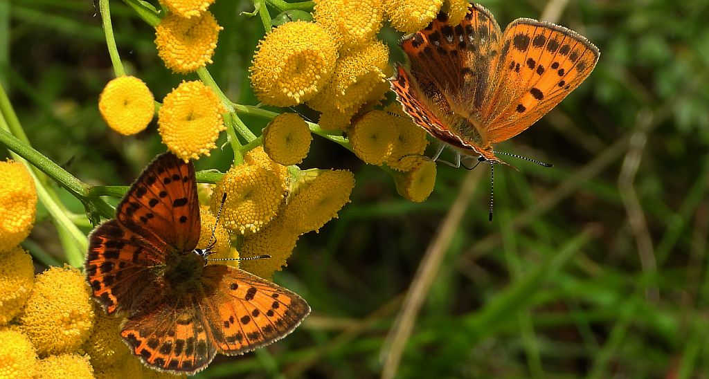 Czerwończyk dukacik (Lycaena virgaureae)