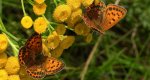 Czerwończyk dukacik (Lycaena virgaureae)