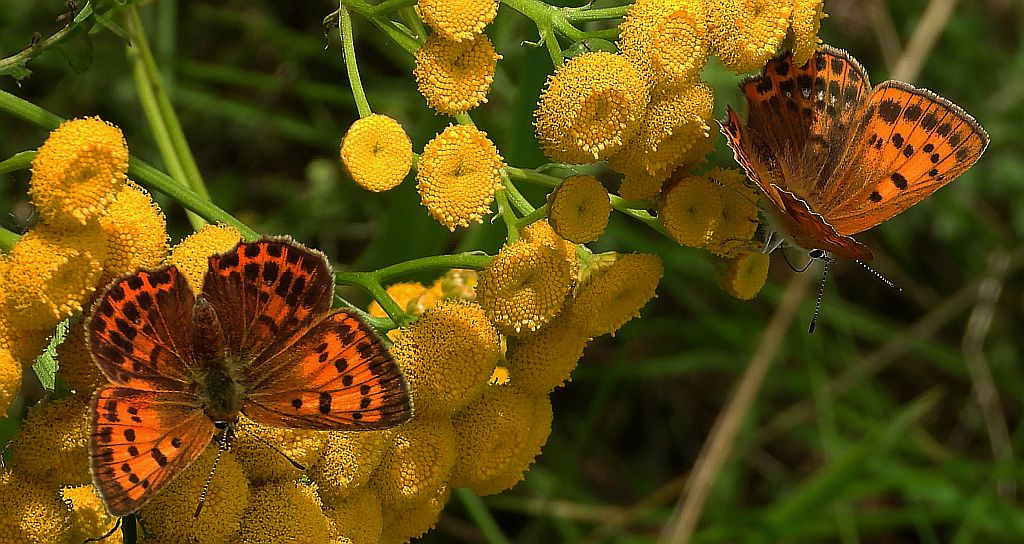Czerwończyk dukacik (Lycaena virgaureae)