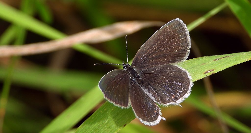 Modraszek argiades (Cupido argiades)