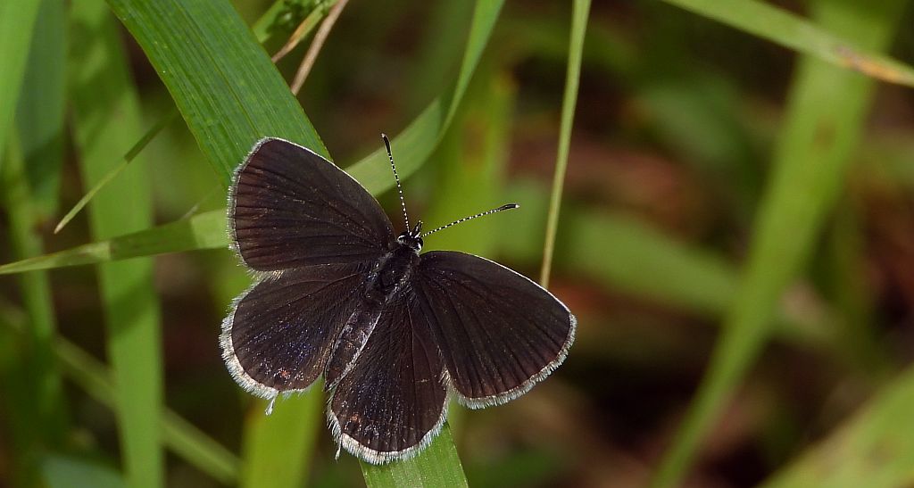 Modraszek argiades (Cupido argiades)