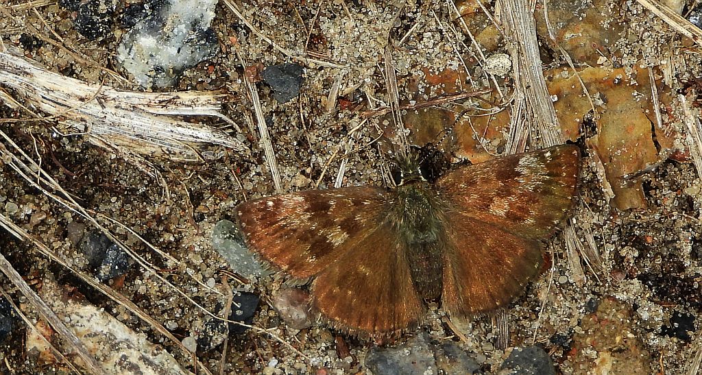 Powszelatek brunatek (Erynnis tages)