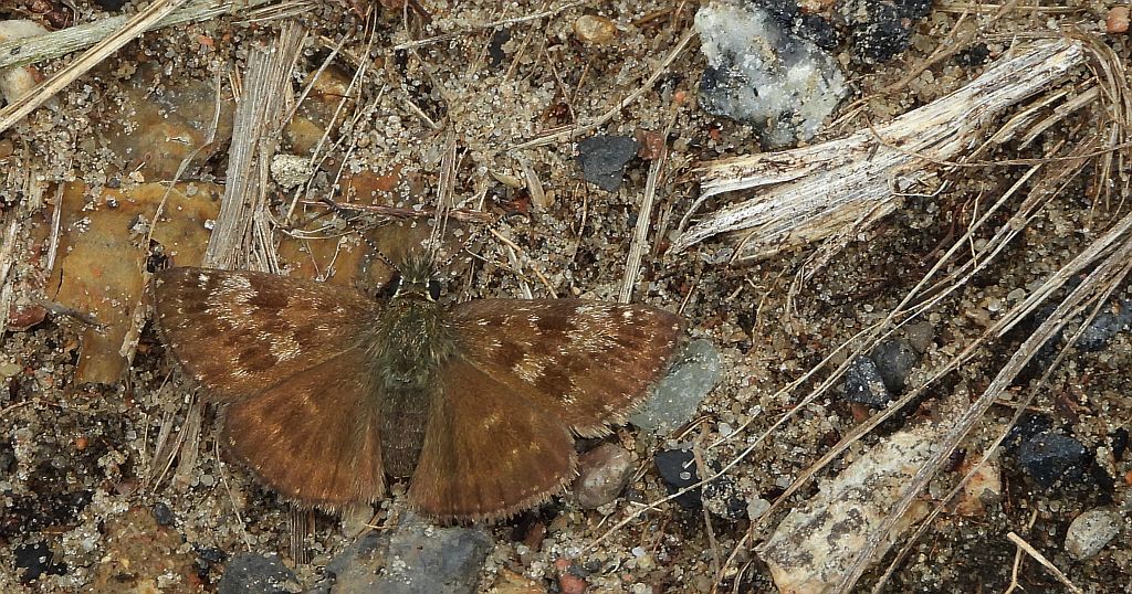 Powszelatek brunatek (Erynnis tages)