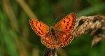 Czerwończyk dukacik (Lycaena virgaureae)