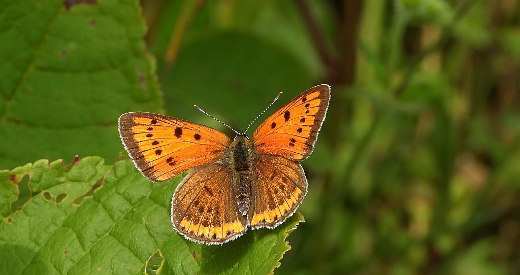 Czerwończyk nieparek, czerwończyk większy (Lycaena dispar)