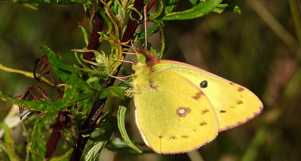 Szlaczkoń siarecznik (Colias hyale)