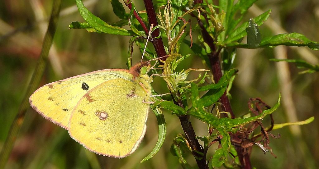 Szlaczkoń siarecznik (Colias hyale)