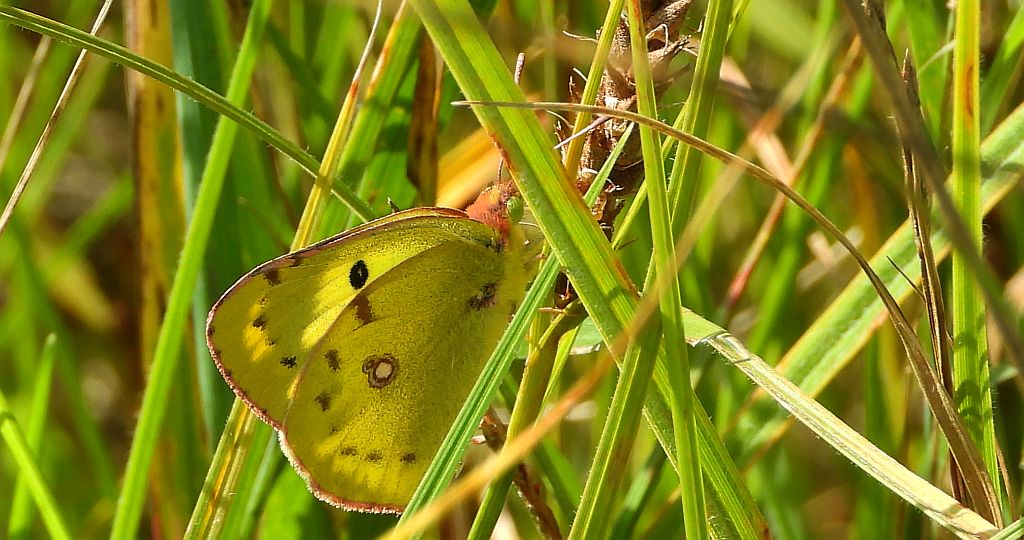 Szlaczkoń siarecznik (Colias hyale)