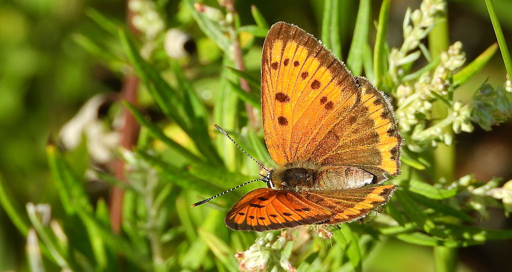 Czerwończyk nieparek, czerwończyk większy (Lycaena dispar)
