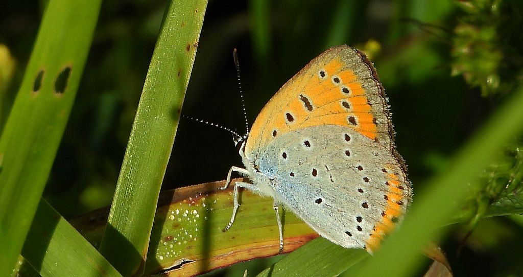 Czerwończyk nieparek, czerwończyk większy (Lycaena dispar)