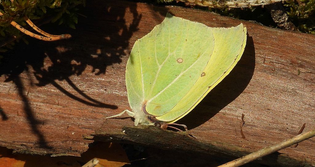 Latolistek cytrynek, listkowiec cytrynek (Gonepteryx rhamni)