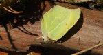 Latolistek cytrynek, listkowiec cytrynek (Gonepteryx rhamni)