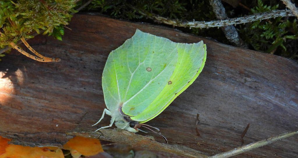 Latolistek cytrynek, listkowiec cytrynek (Gonepteryx rhamni)