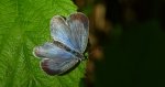 Modraszek wieszczek (Celastrina argiolus)