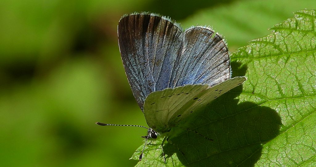 Modraszek wieszczek (Celastrina argiolus)