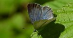 Modraszek wieszczek (Celastrina argiolus)