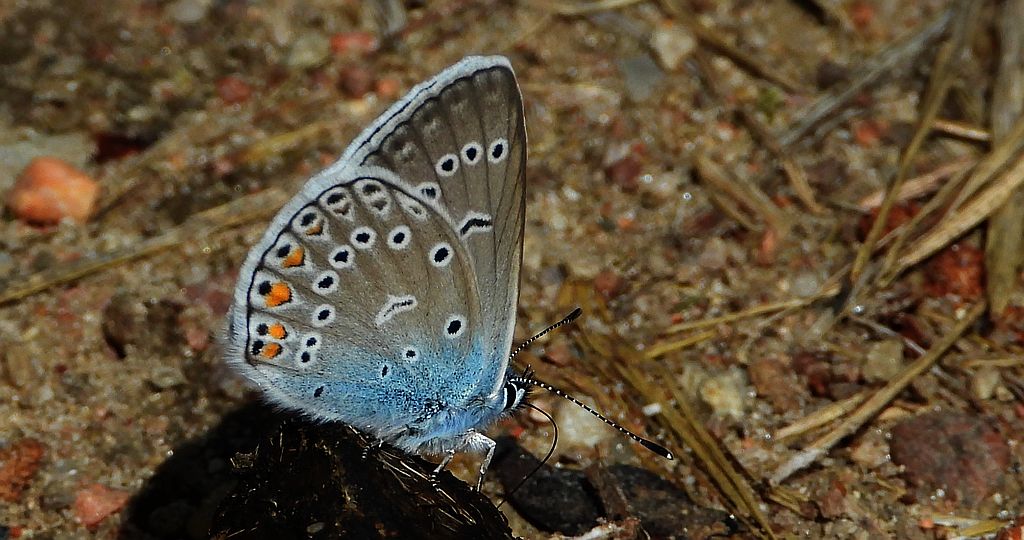 Modraszek argus (Plebejus argus)