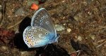 Modraszek argus (Plebejus argus)