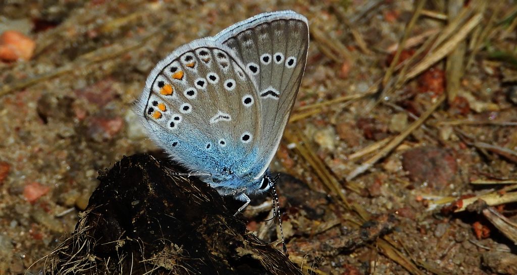 Modraszek argus (Plebejus argus)