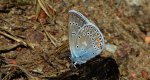 Modraszek argus (Plebejus argus)