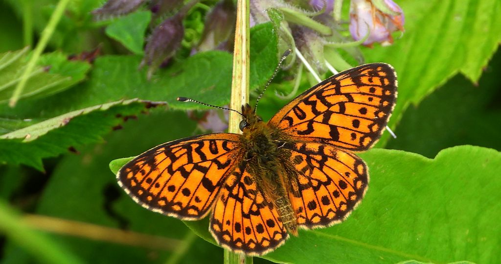Dostojka eunomia (Boloria eunomia)