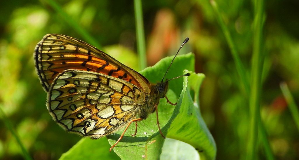 Dostojka eunomia (Boloria eunomia)