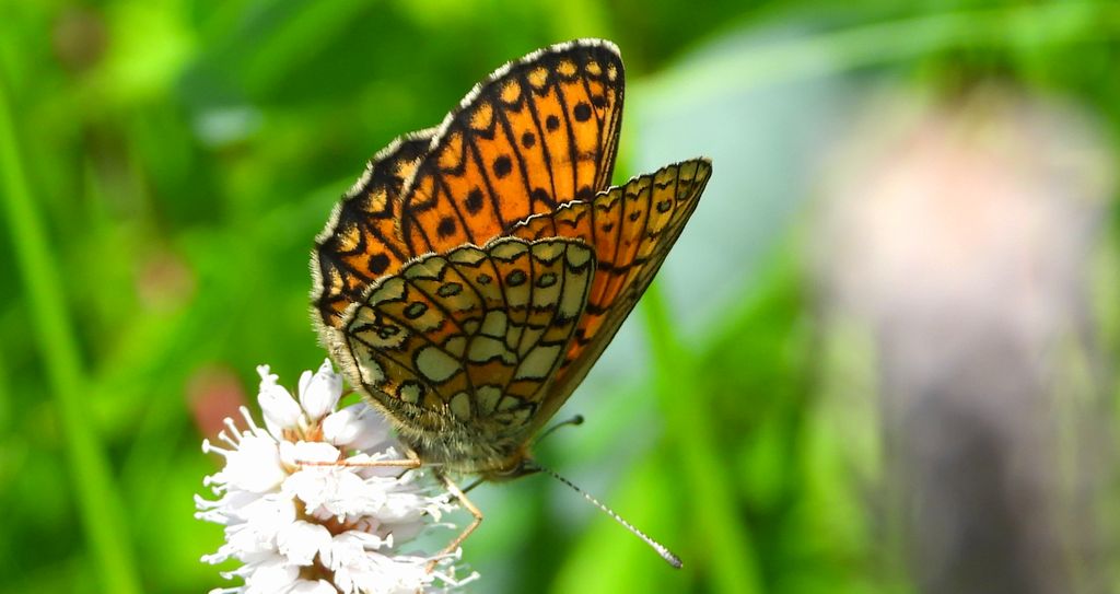 Dostojka eunomia (Boloria eunomia)