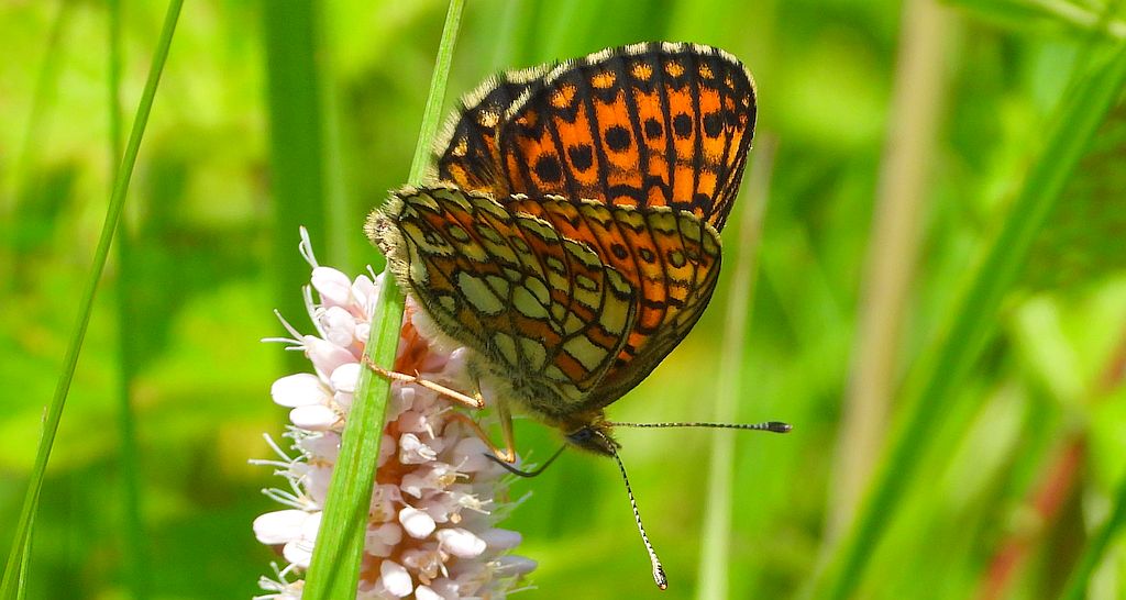 Dostojka eunomia (Boloria eunomia)