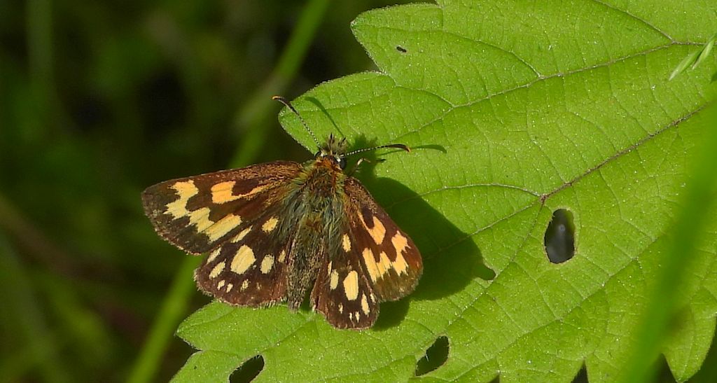Kosternik palemon (Carterocephalus palaemon)