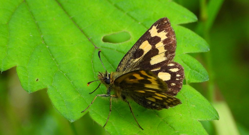 Kosternik palemon (Carterocephalus palaemon)