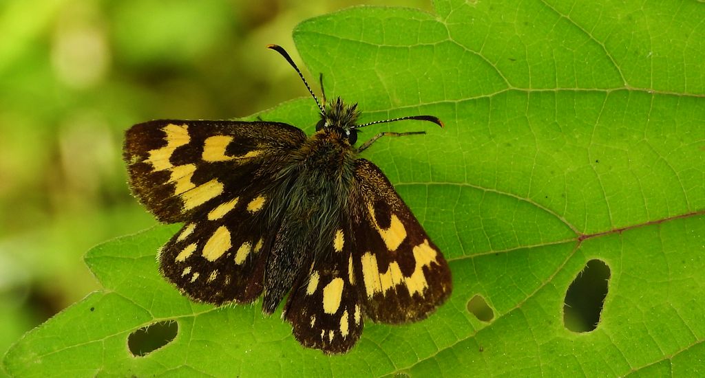 Kosternik palemon (Carterocephalus palaemon)