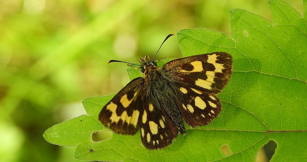 Kosternik palemon (Carterocephalus palaemon)