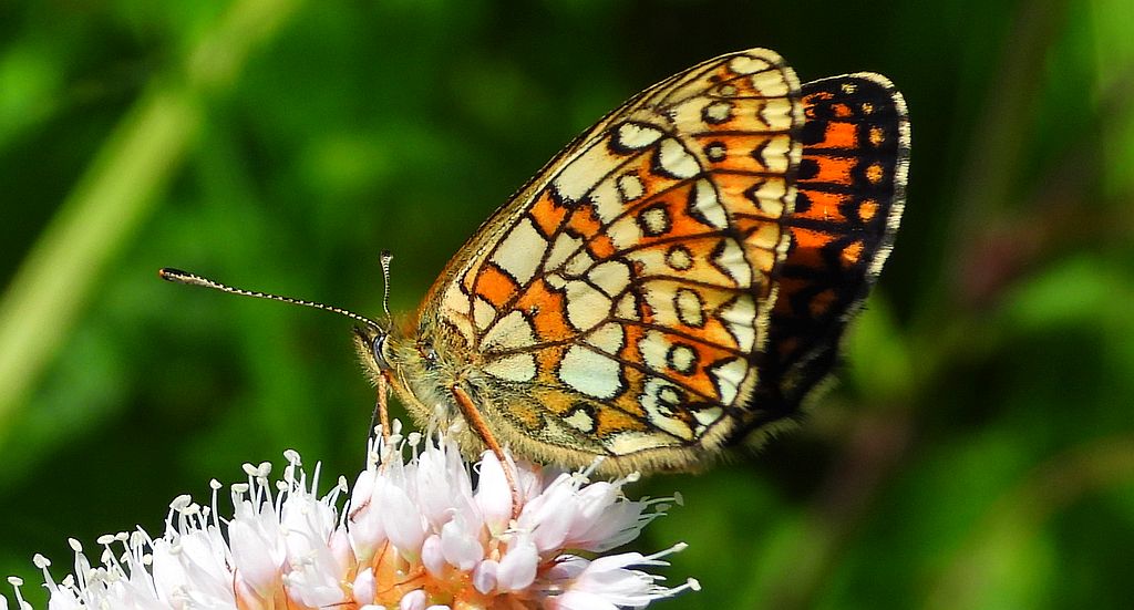 Dostojka eunomia (Boloria eunomia)