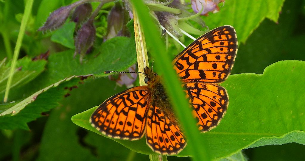 Dostojka eunomia (Boloria eunomia)