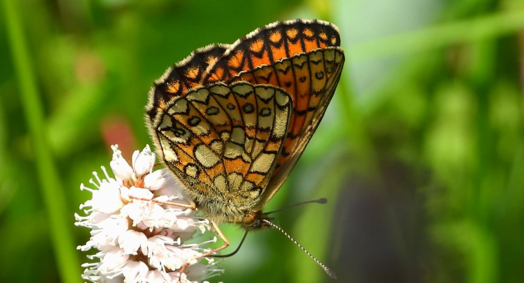 Dostojka eunomia (Boloria eunomia)