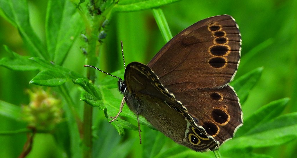 Osadnik wielkooki (Lopinga achine)
