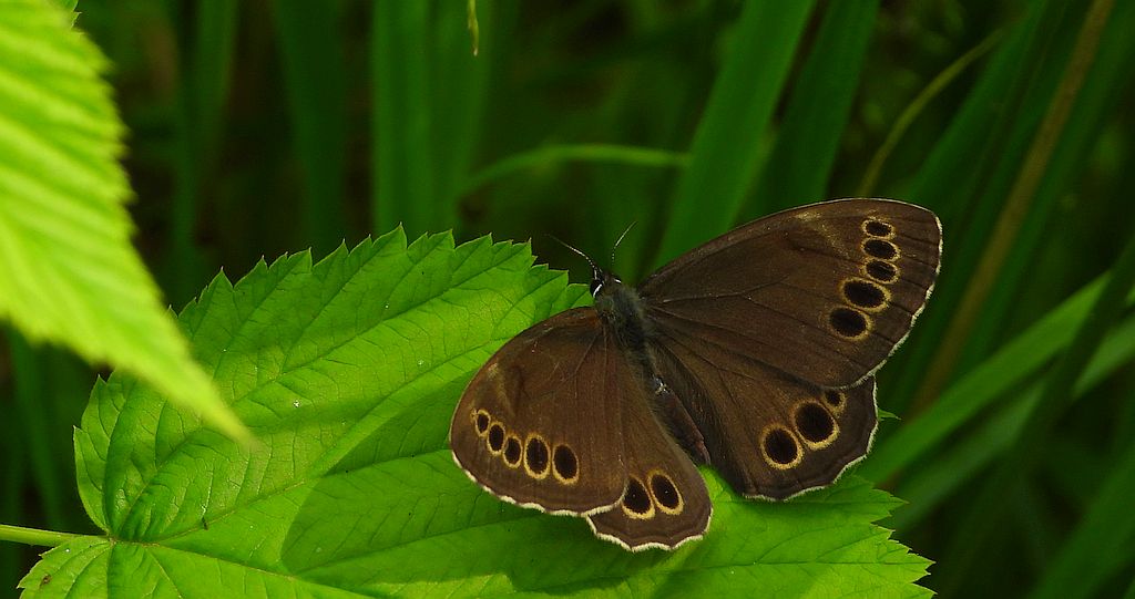 Osadnik wielkooki (Lopinga achine)