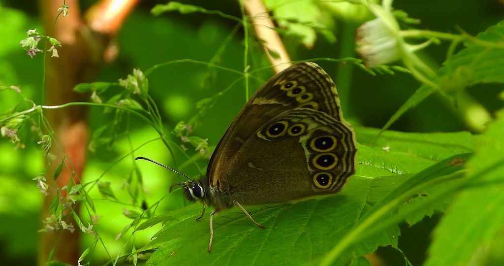 Osadnik wielkooki (Lopinga achine)