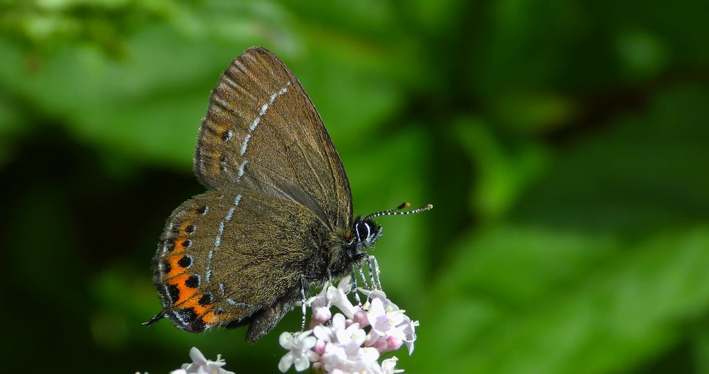 Ogończyk śliwowiec (Satyrium pruni)