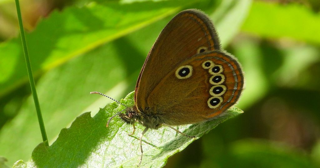 Strzępotek edypus (Coenonympha oedippus)