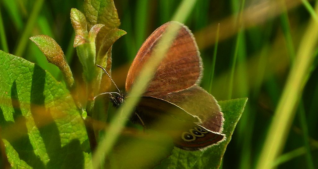 Strzępotek edypus (Coenonympha oedippus)